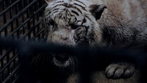 film-pendek-indonesia-raja-2016-purbalingga